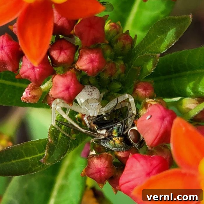 Crab Spider