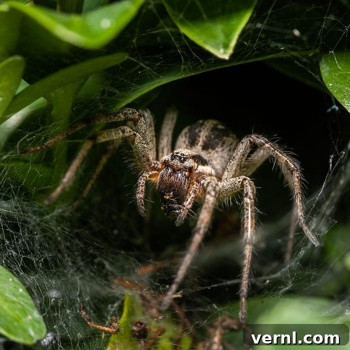 Garden Spider