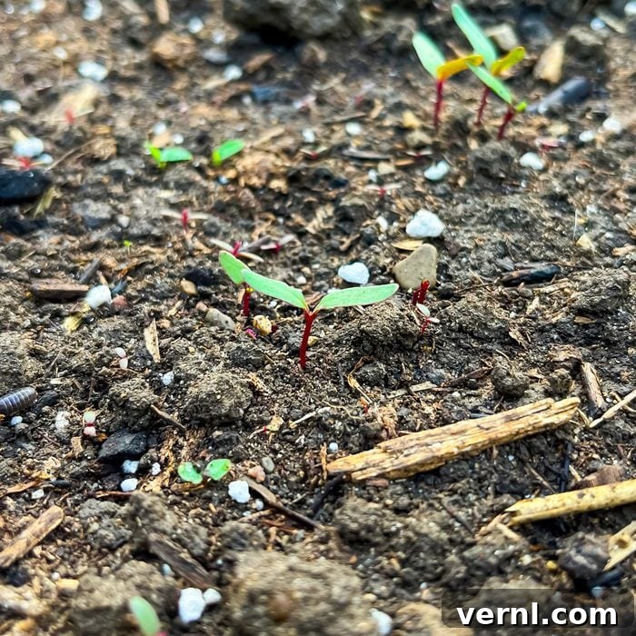 Seeding Square, seeds begin to sprout as plant