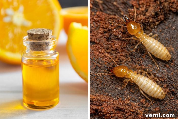 Orange Oil for Termites What You Need to Know 2 Orange Oil and Termites