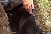 Kill Tree Roots Permanently: Proven Methods and Expert Tips