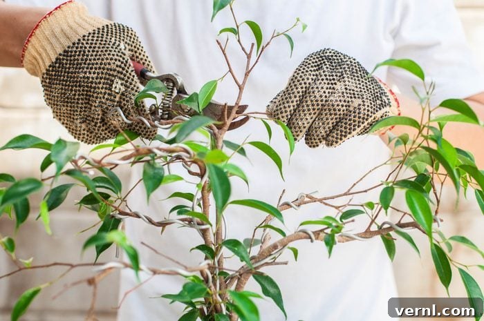 A young Southeast Asian man is pruning a bonsai tree