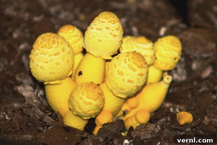Plantpot Dapperling Fungus Leucocoprinus Birnbaumii (also Known As Lepiota Lutea) Is Quite Common In Potted Plants And Greenhouses.
