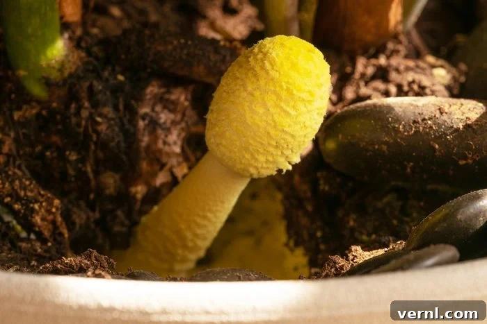 Plantpot Mushroom growing in an indoor potted plant