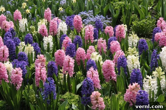 Mass Planting of Perfect Spring Hyacinths