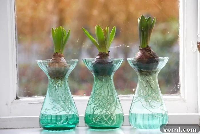 Growth of Hyacinth bulbs