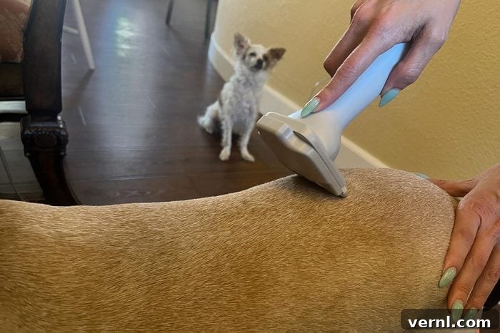 We Tested This Dog Grooming Vacuum on All Fur Types 12 Brushing a Dog and other dog watching
