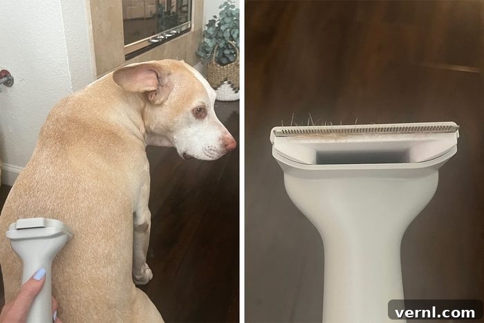 We Tested This Dog Grooming Vacuum on All Fur Types 8 Dog and dog hair trimmer