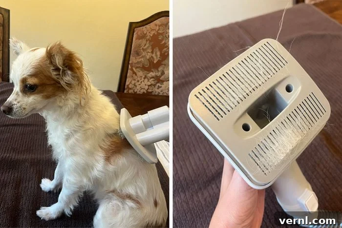 We Tested This Dog Grooming Vacuum on All Fur Types 9 Dog and Brush side by side