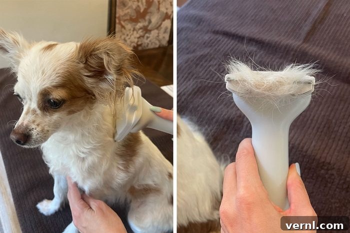 We Tested This Dog Grooming Vacuum on All Fur Types 10 Dog and the brush on side