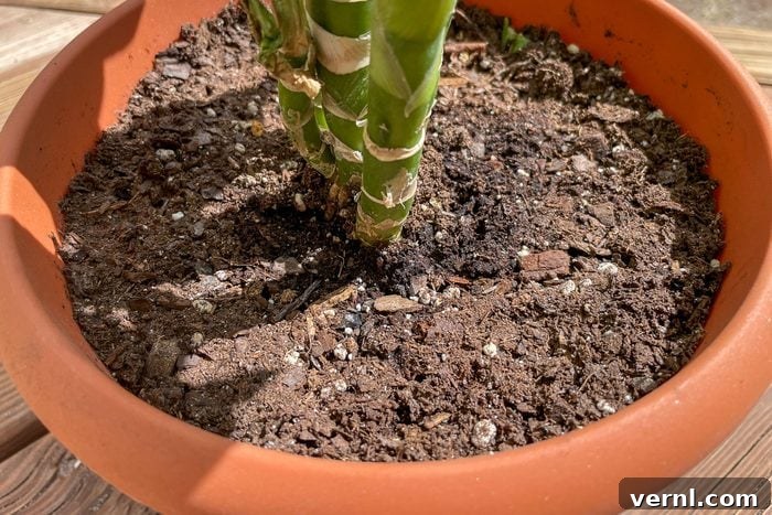 Dry Soil