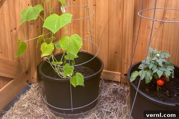 Backyard Discovery Willow Greenhouse: My Green Dream Takes Root 7 Backyard Discovery Greenhouse Final Verdict