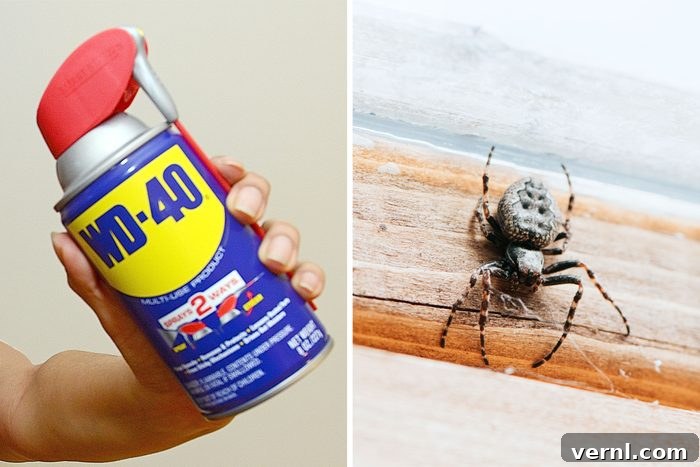 WD-40 vs Pests: An Expert's Take on Spiders and Ants 2 Effective Pest Control Solutions: Separating Fact from Fiction for Ants and Spiders
