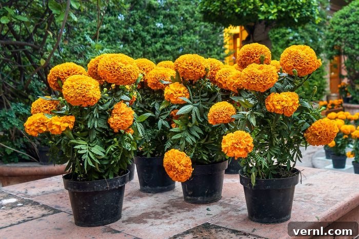 Annuals Perennials Biennials Understanding Plant Lifespans 3 Vibrant Marigolds, a classic annual flower, blooming brightly in a garden bed