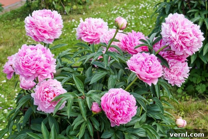 Annuals Perennials Biennials Understanding Plant Lifespans 4 Lush Peony plant with large, vibrant pink blooms, a classic perennial garden flower