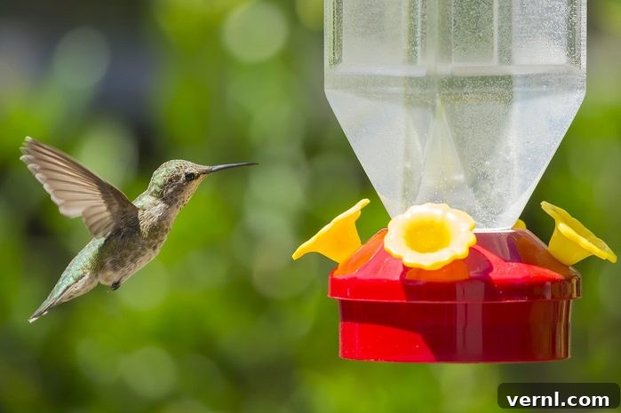 Hummingbird hovering over birdfeeder