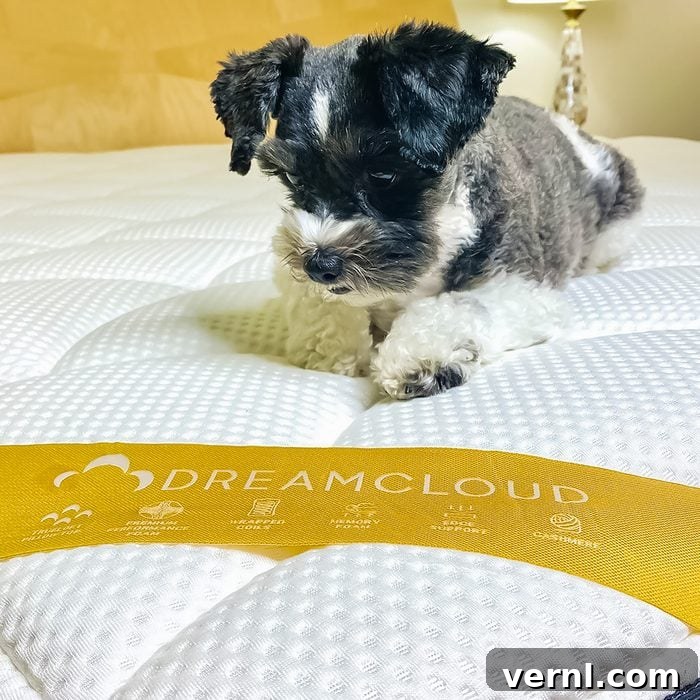 A small black and white dog lies on a white mattress with a yellow label reading "DREAMCLOUD" in large letters. The plush, quilted surface of the mattress is visible, along with an elegant lamp in the background.