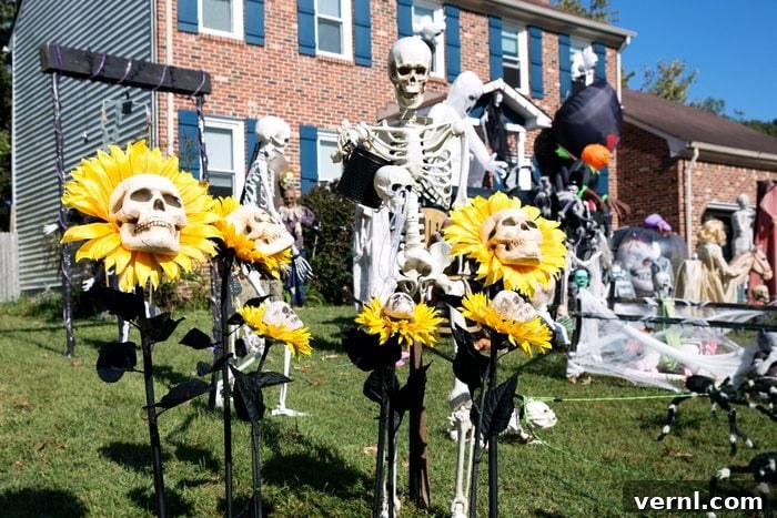 When Holiday Decorations Go Rogue Next Door 2 Creative Halloween yard ensemble with focus mainly on skeleton pretending to water skull sunflowers