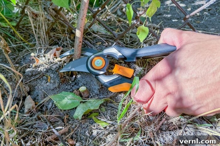 Fiskars Pruners: Our Verdict on Value and Performance 3 Fiskars Pruners Review Final Verdict
