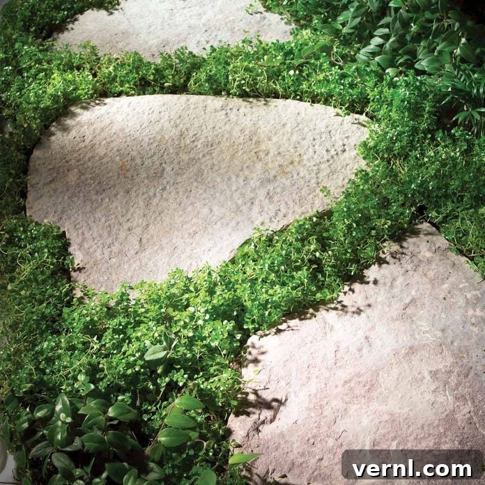 Planted Paths moss