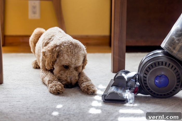 Evinizi Yeterince Süpürüyor Musunuz? Bir Uzman Yanıtladı. 2 How Often Should You Vacuum - vacuuming carpet