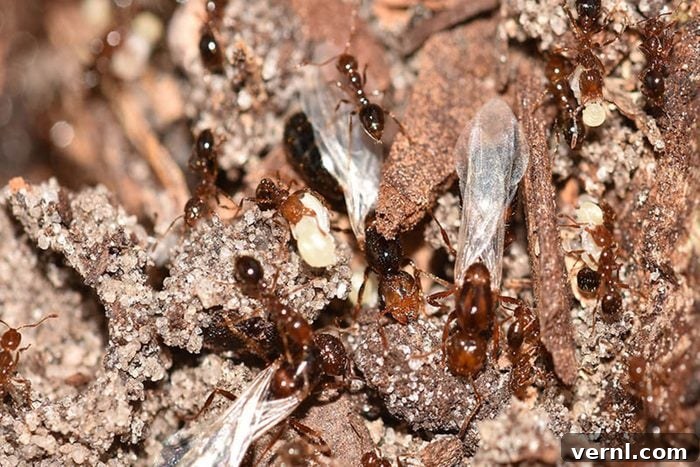 Colony of imported red fire ants in a garden setting, indicative of invasive pests.