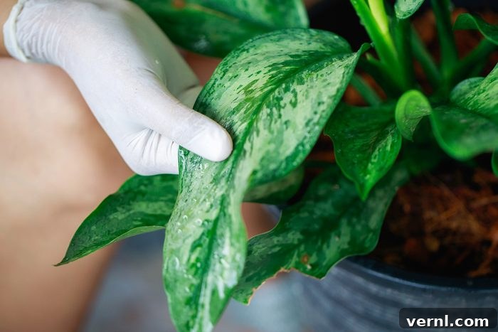 High Humidity Harms Your Houseplants 2 Is Your House Too Humid For Your Plants Gettyimages 1272175574
