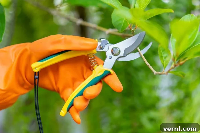 Optimal Pruning Seasons for Thriving Trees 2 A person carefully pruning branches with bypass shears, ensuring clean cuts for tree health and optimal growth.