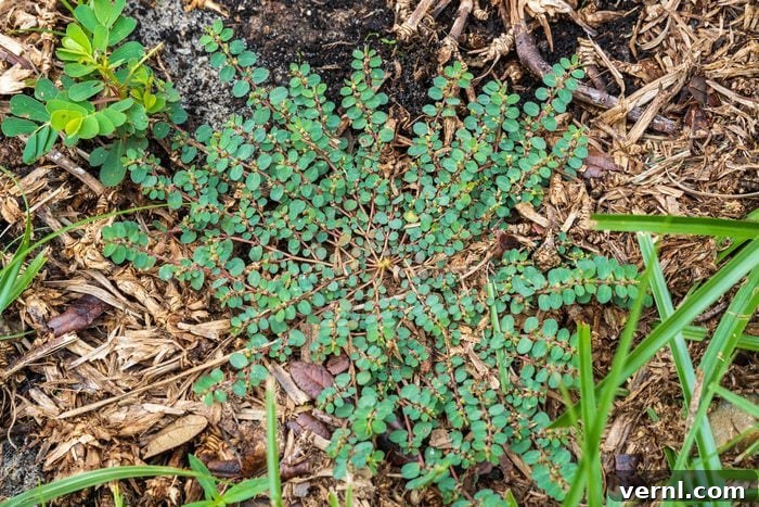 Spotted spurge weed a.k.a. prostrate spurge (Euphorbia maculata)