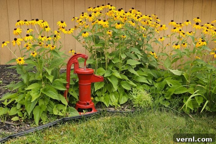 10 Smart Ways to Water-Wise Your Garden 2 Back-Eyed Susan flower garden