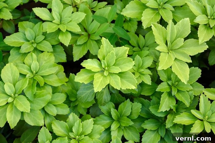 10 Smart Ways to Water-Wise Your Garden 3 Pachysandra terminalis, Japanese spurge. Background material of beautiful groundcover plants.