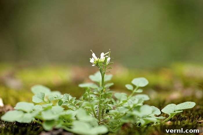 Spotting and Stopping Hairy Bittercress 2 Hairy Bittercress leaves and flowers in a garden bed