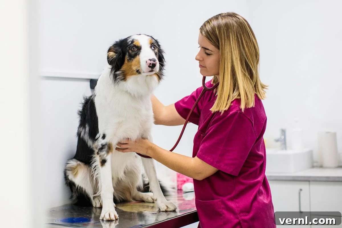 Beware This Native Vine Harms Pets 2 Dog Receiving Urgent Medical Checkup At Veterinary Clinic After Suspected Plant Ingestion