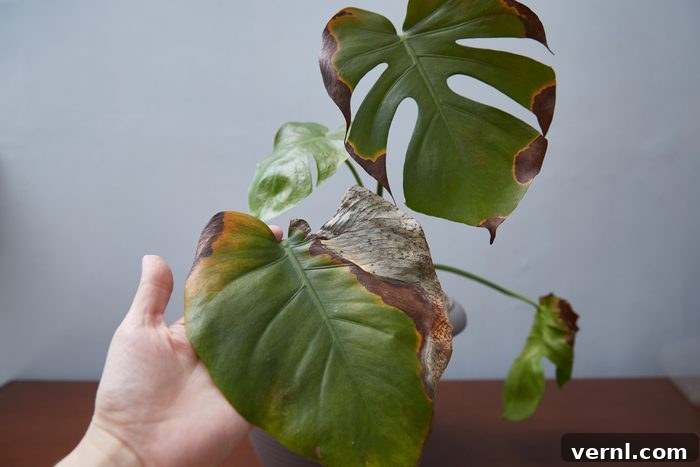 Monstera Maladies: Identifying Signs of an Unhealthy Plant 2 Monstera with rotted leaves. A woman's hand shows a damaged leaf