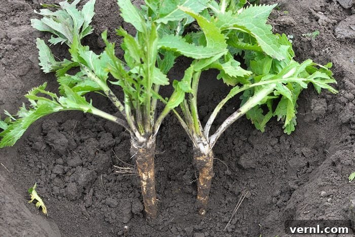 Perfect Horseradish Harvest: Your Fail-Safe Approach 2 Horseradish grows in open organic soil