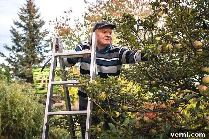 Aging and Ladders: When to Step Away, According to Experts 2 Smiling senior man picking apple fruit from ladder in garden