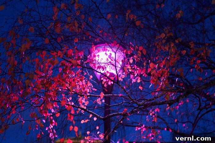 Purple Street Lights 