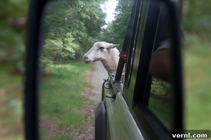 11 Bizarre Driving Laws Still on the Books 3 A flock of sheep grazing in a rural Montana landscape with a road in the background, symbolizing the unique sheep transport law.
