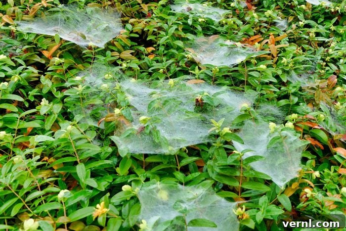 Sheet Web