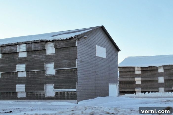 Winter Proofing Your Chicken Coop: Keep Your Flock Toasty All Season 2 chicken coops with closed windows in winter