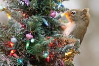 Why Your Festive Décor Is an Animal Magnet