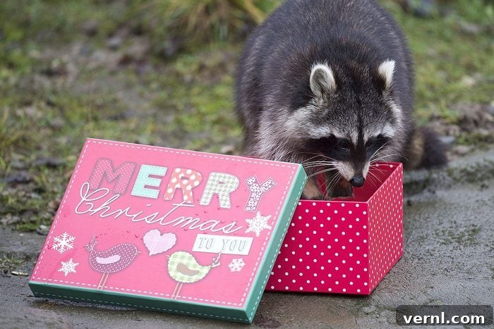 A raccoon plays with a Christmas present at Hanover Zoo