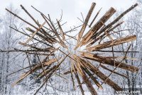Do Trees Actually Explode in Freezing Temperatures? A Botanist Explains