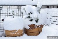 Protecting Your Garden Through Winter’s Worst