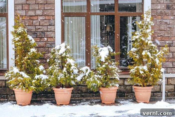 Plastic pots with thuja shrubs stand under a large window on the street covered with snow