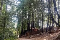 What 20 Years Living in the Redwoods Taught Me About Life and Nature