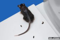 Why You Should Never Sweep Up Mouse Droppings—What to Do Instead