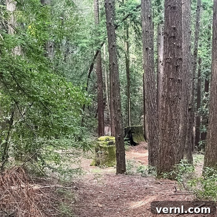 What 20 Years Living in the Redwoods Taught Me About Life and Nature 2 A dirt path winds through a forest of tall, straight trees with green foliage. In the center, there is a moss-covered stone structure partially hidden among the trees.