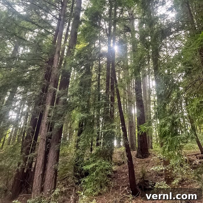What 20 Years Living in the Redwoods Taught Me About Life and Nature 3 Tall redwood trees in a dense forest with sunlight filtering through the branches, casting light and shadows on the forest floor covered in ferns and fallen leaves.