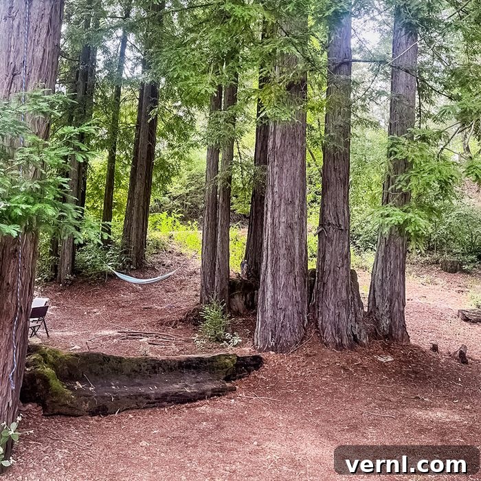 What 20 Years Living in the Redwoods Taught Me About Life and Nature 4 A peaceful forest scene with tall redwood trees, a hammock tied between two trees, and a bench nearby on the earthy ground covered with pine needles. Sunlight filters through the green foliage.